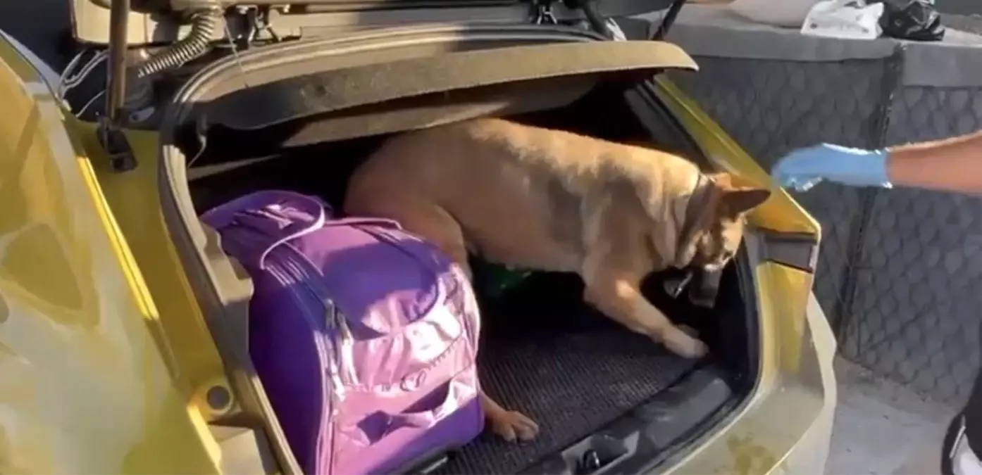 Narkotik dedektör köpeği Pera, araca saklanmış uyuşturucuyu buldu