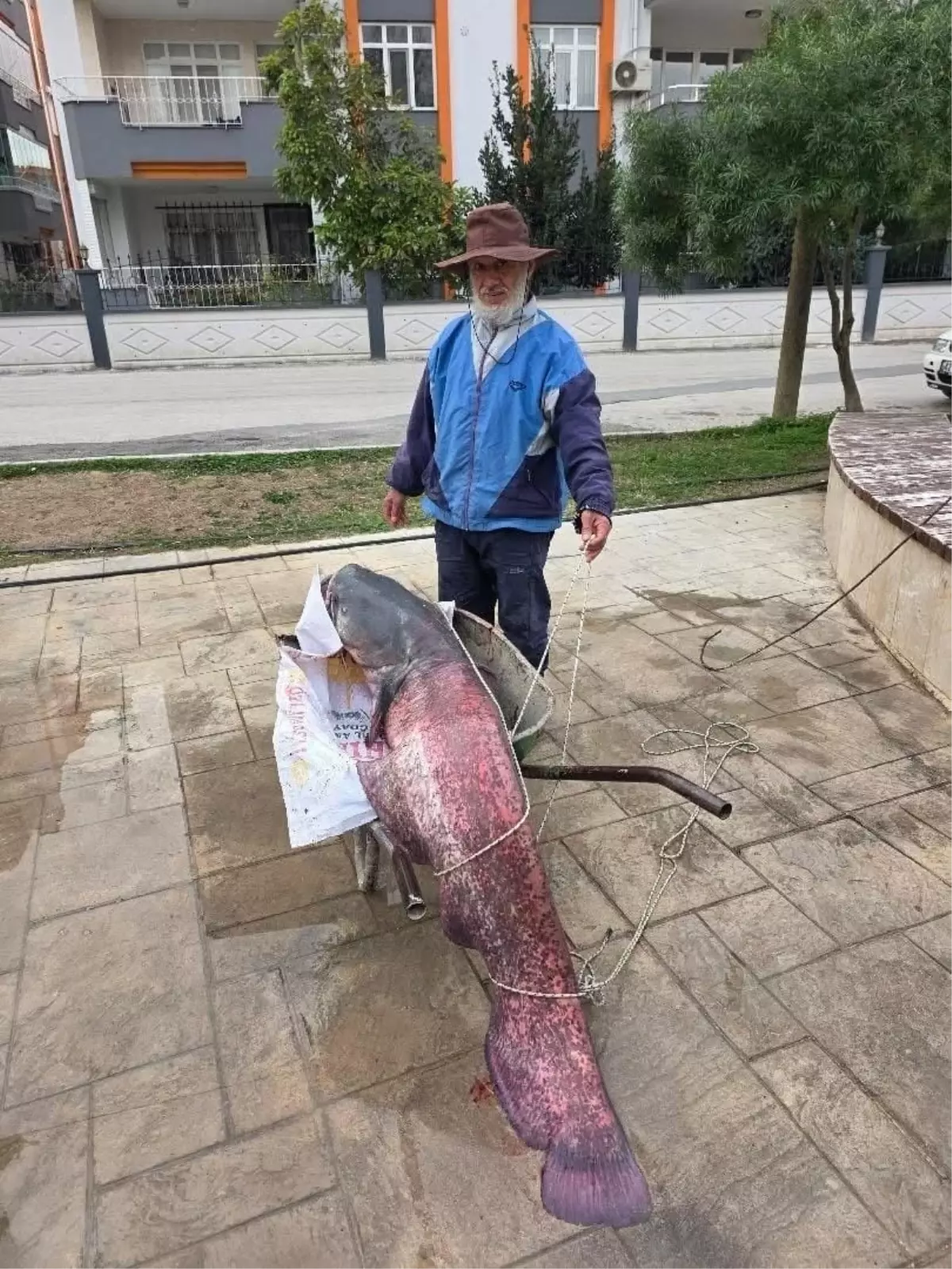 Olta ile nehirden 30 kiloluk balık tuttu