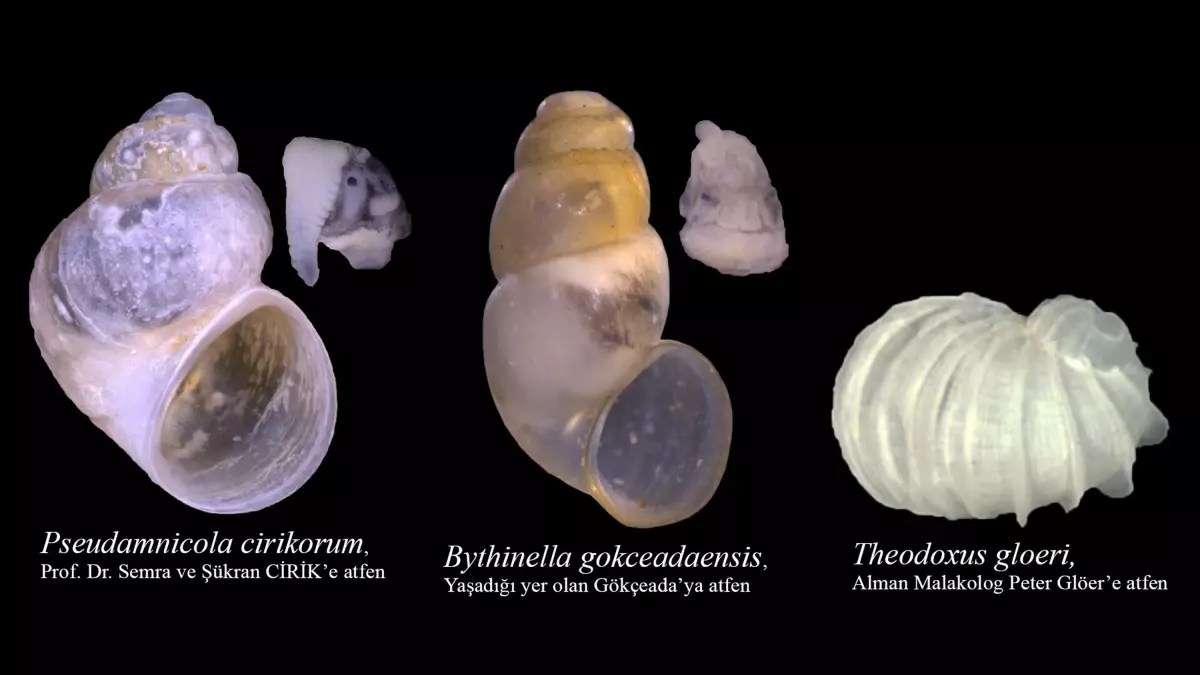 Prof. Dr. Odabaşı, 13 yılda 29 endemik türü literatüre kazandırdı