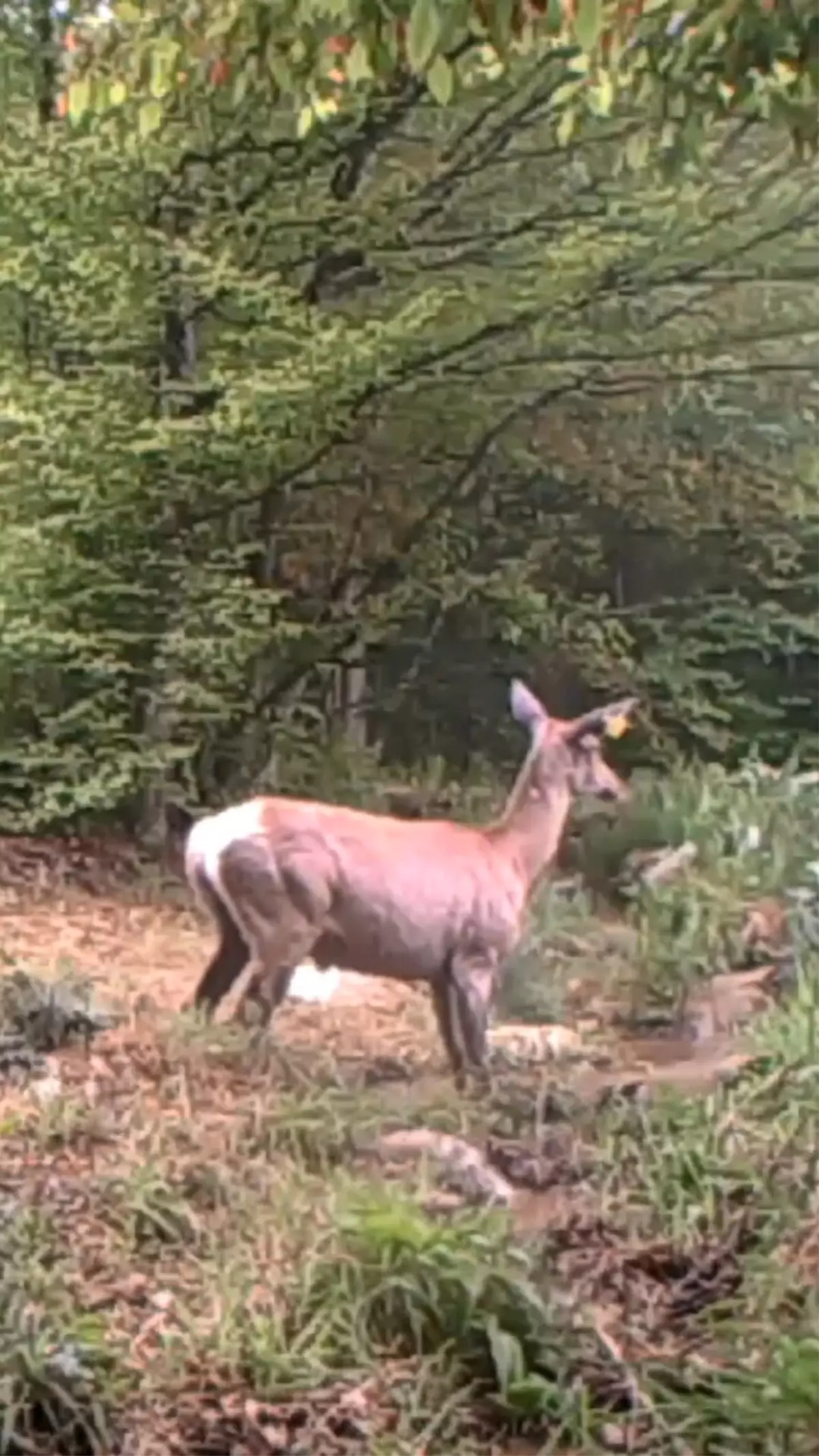 Kocaeli'de geyik su birikintisine girdi