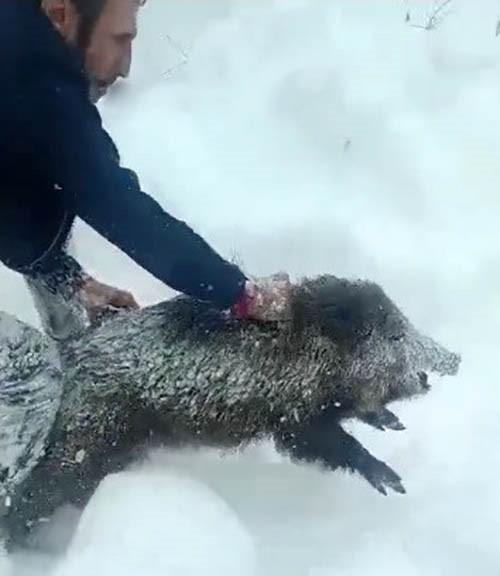 yaban domuzunu ciplak elle yakalayan adam 19433503 5244 m