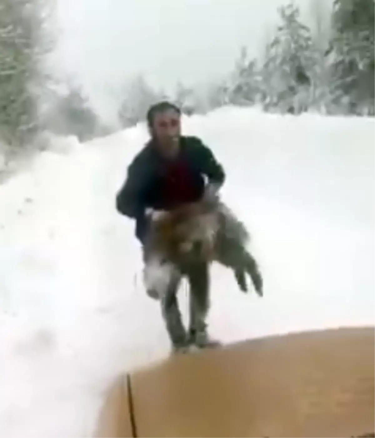 Yolda önüne çıkan yaban domuzunu elleriyle yakalayan sürücü: Kimse denemesin