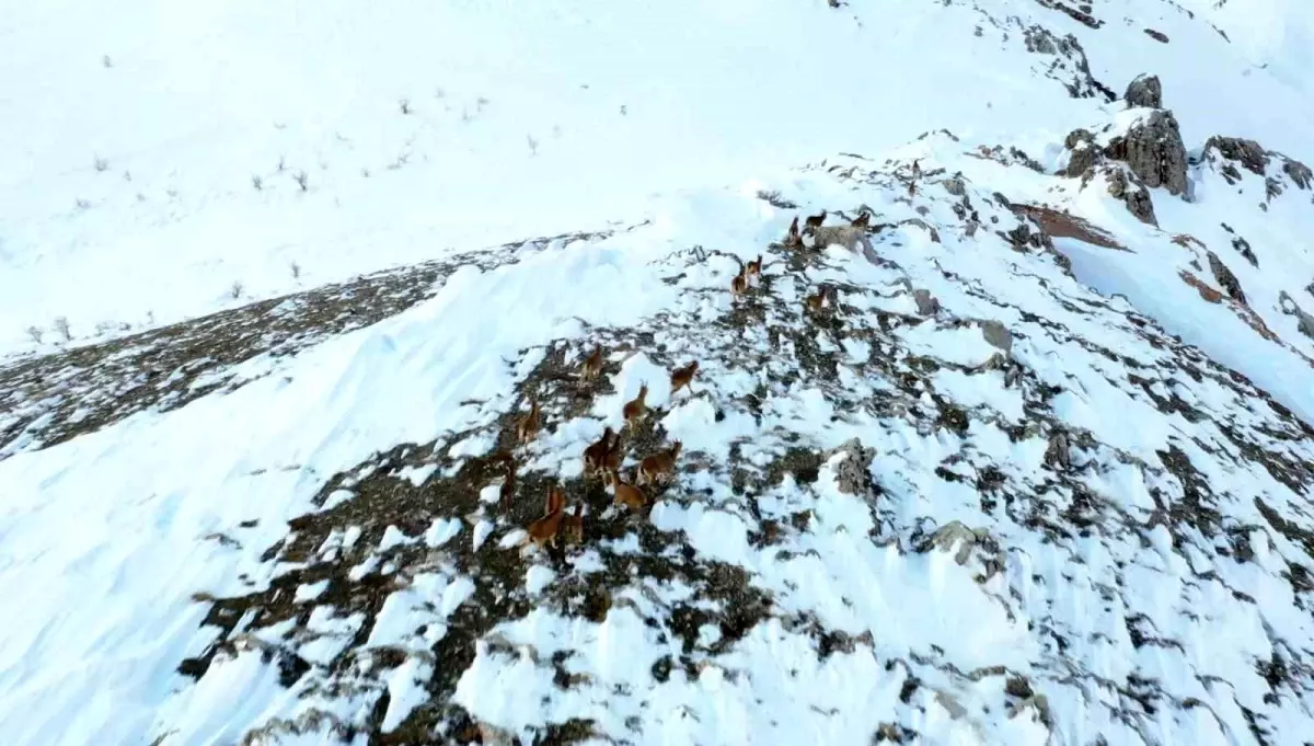 Adıyaman'da yaban keçileri havadan görüntülendi