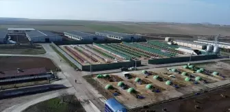 Anadolu Tarım İşletmesi, damızlık sığır yetiştiriciliğiyle de hayvancılığa katkı sunuyor