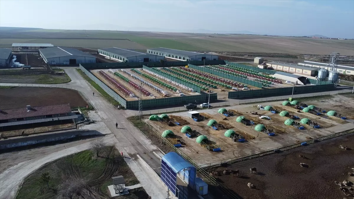Anadolu Tarım İşletmesi, damızlık sığır yetiştiriciliğiyle de hayvancılığa katkı sunuyor