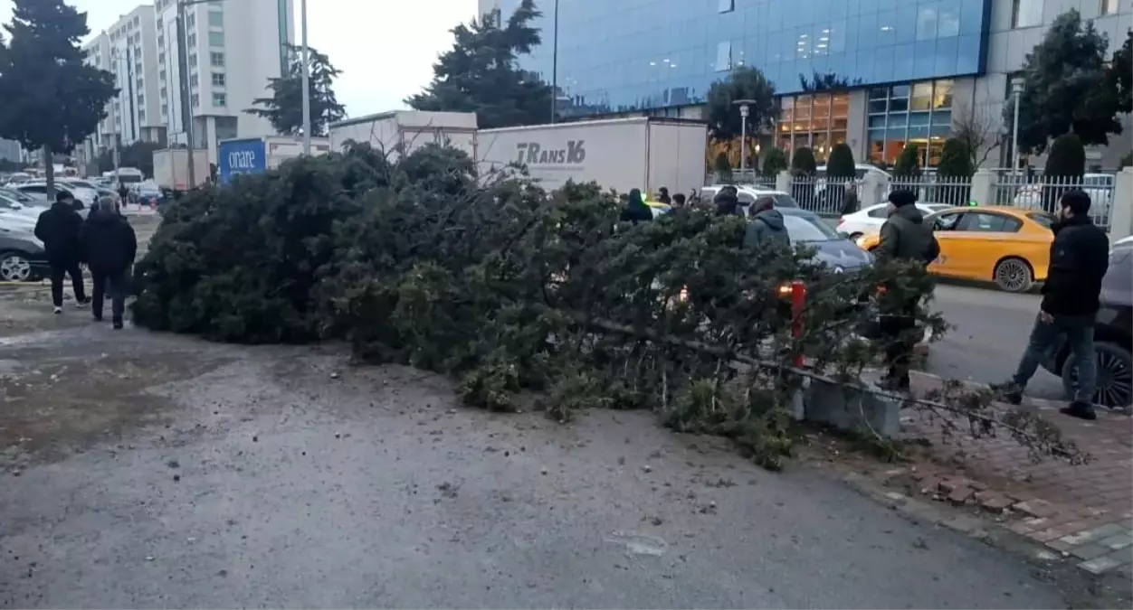 Bahçelievler'de şiddetli rüzgar nedeniyle ağaç devrildi: 1 kişi altında kaldı