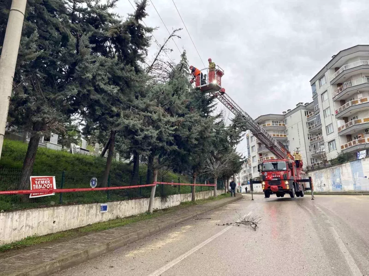 Bursa'da lodos ağacı devirdi, elektrik hatları zarar gördü