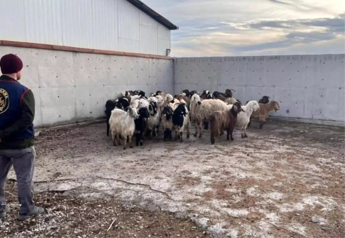 Çalınan koyunlar jandarma tarafından bulundu