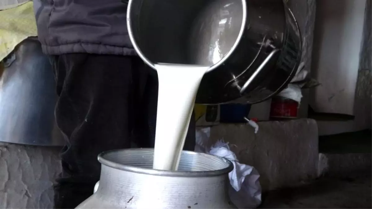 Çiğ süt fiyatları belli