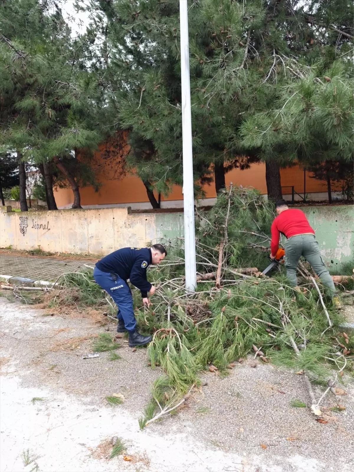 Çınarcık'ta kuvvetli rüzgar nedeniyle bazı ağaçlar devrildi