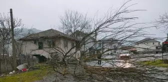 Düzce ve Kocaeli'de şiddetli rüzgar bazı binaların çatısını uçurdu, ağaçları devirdi