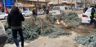Eskişehir'de kuvvetli rüzgar nedeniyle bazı ağaçlar devrildi
