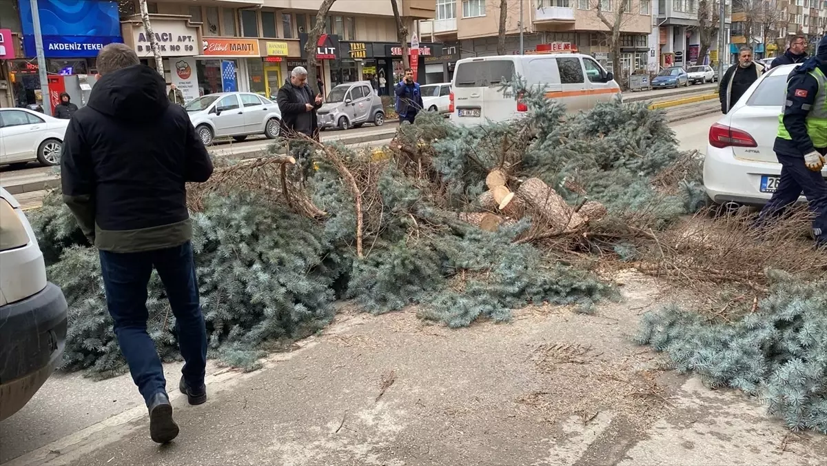 Eskişehir'de kuvvetli rüzgar nedeniyle bazı ağaçlar devrildi