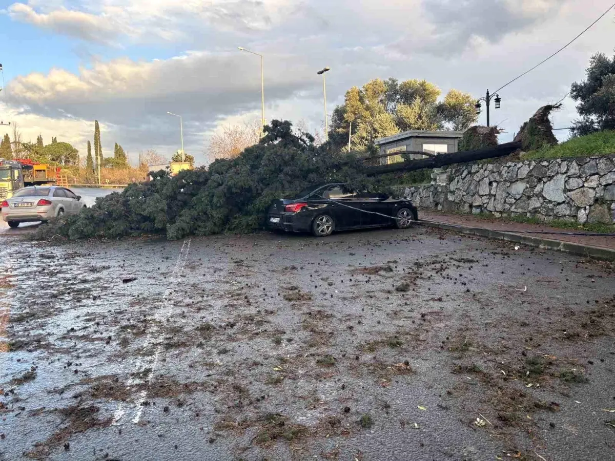 Gebze'de fırtınada iki otomobilin üzerine ağaç devrildi