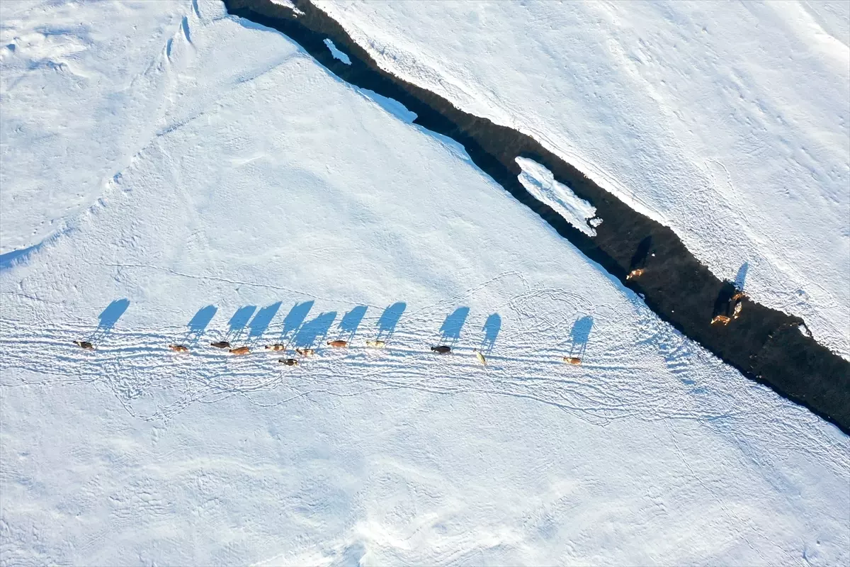Kars'ta köylerden geçen menderesler hayvancılığa can suyu oluyor