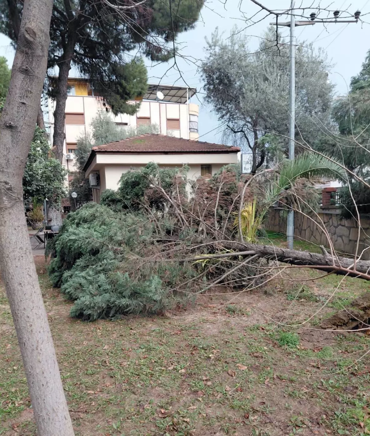 Manisa'da kuvvetli rüzgar nedeniyle çatılar uçtu, ağaçlar devrildi; 1 yaralı