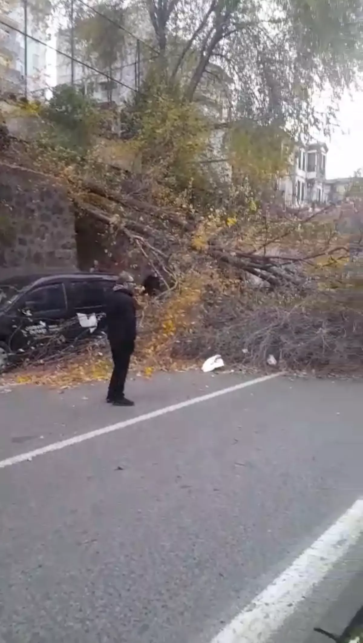 Samsun'da fırtına; ağaçlar devrildi