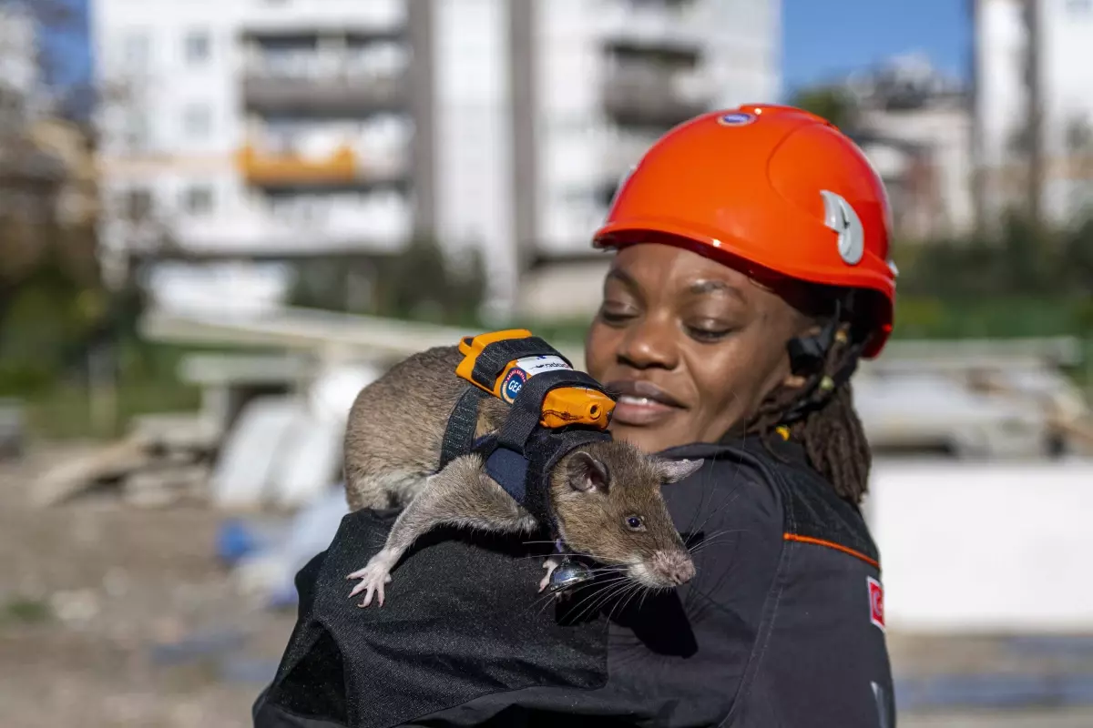Sırt çantalı 'Kahraman fareler' enkaz altında nefes arayacak