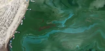 Suları çekilen Manisa'daki Demirköprü Barajı yosunla kaplandı