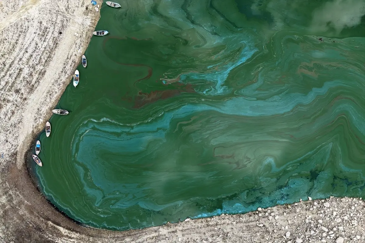 Suları çekilen Manisa'daki Demirköprü Barajı yosunla kaplandı