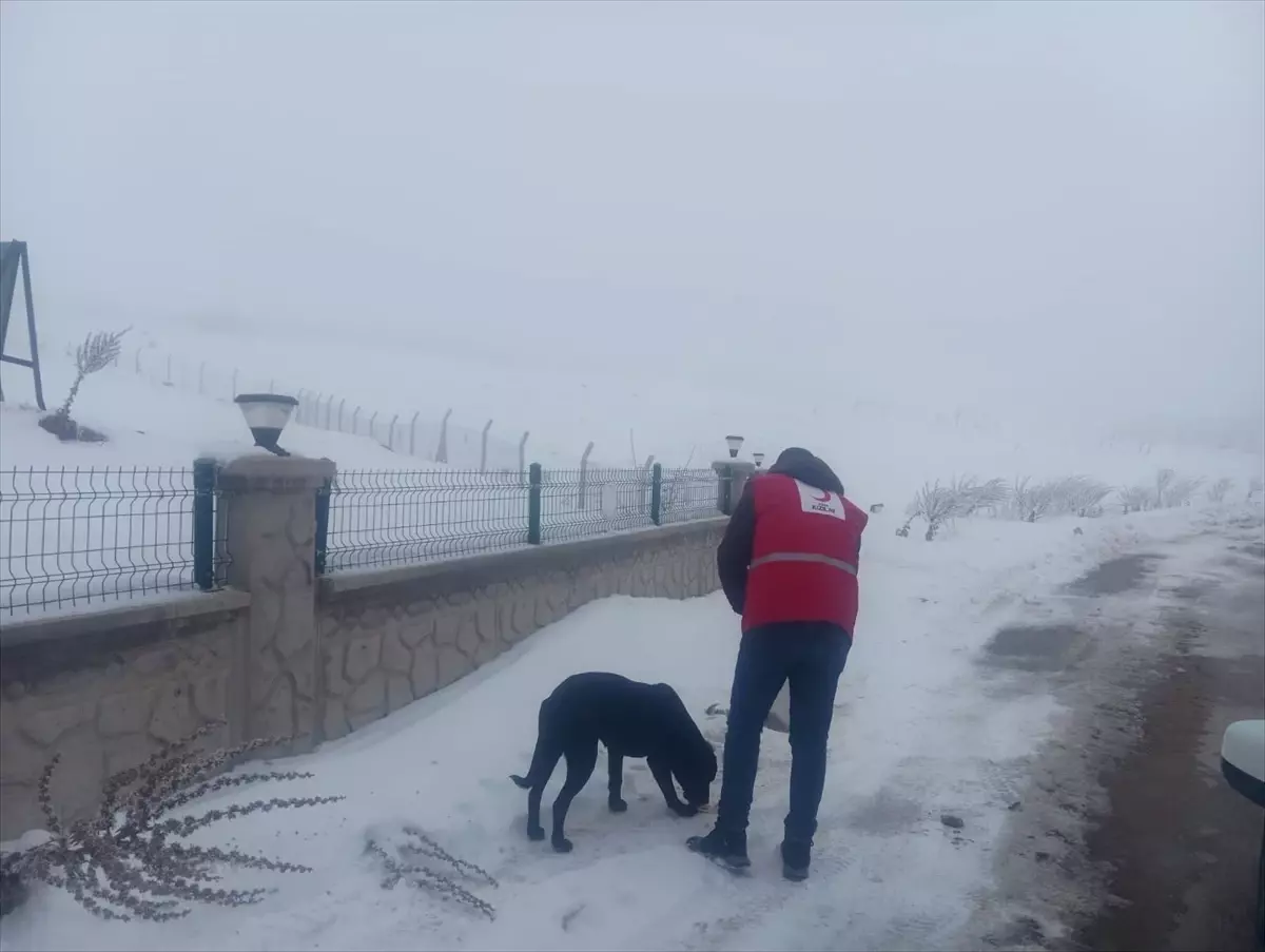 Türk Kızılay ekipleri, Baskil'de sahipsiz hayvanlar için yem ve mama bıraktı