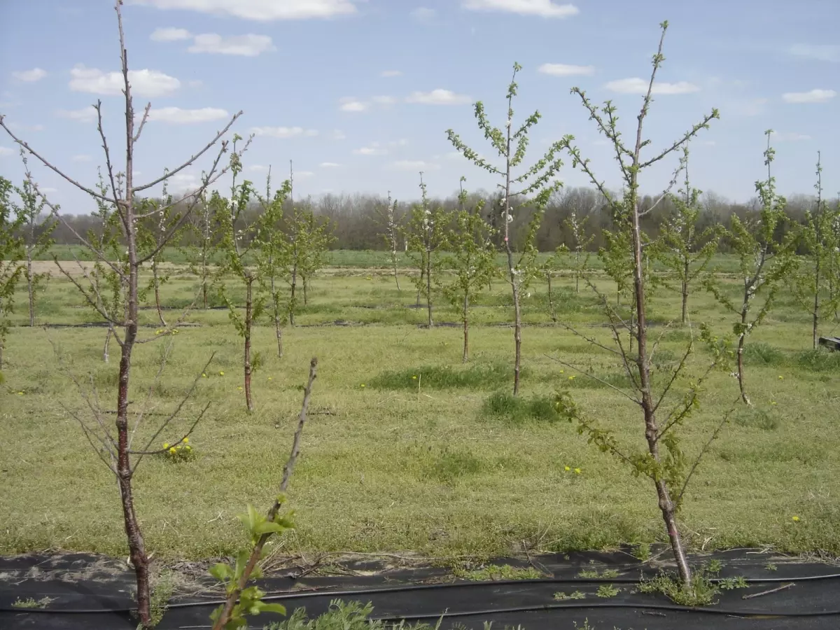 'Arazide en fazla zararı ilkbahar donu verir'