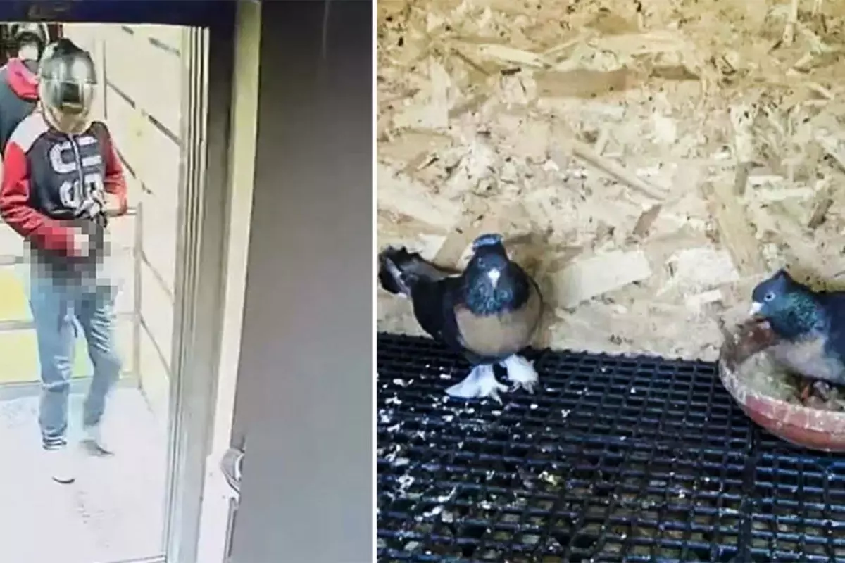 Asansöre idrarını yapıp kuş çalan şüpheli lise öğrencisi çıktı