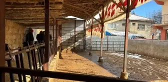 Burdur'da elektrik akımına kapılan 14 büyükbaş hayvan telef oldu