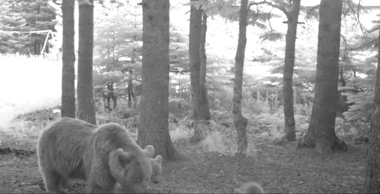 Kış uykusuna yatmayan anne bozayı, 3 yavrusuyla fotokapana yansıdı