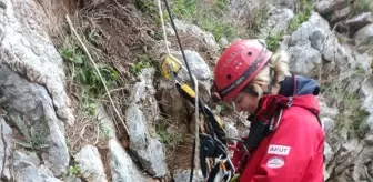 Marmaris'te kayalıklarda mahsur kalan köpek, keçi ve oğlak kurtarıldı