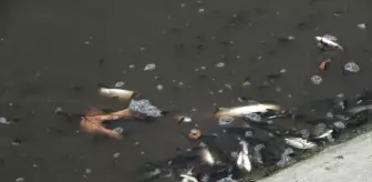 Tokat'ta Yeşilırmak'ta çok sayıda balık kıyıya vurdu