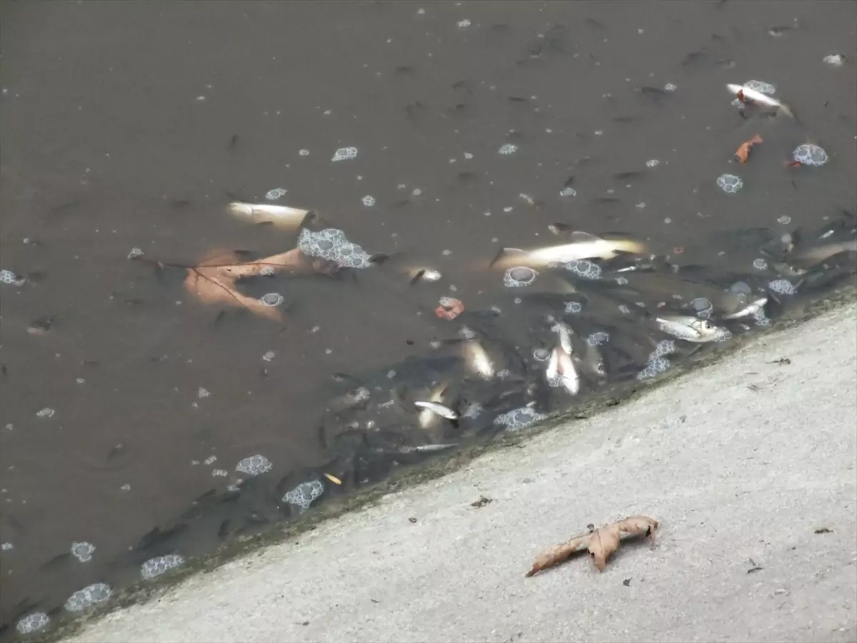 Tokat'ta Yeşilırmak'ta çok sayıda balık kıyıya vurdu