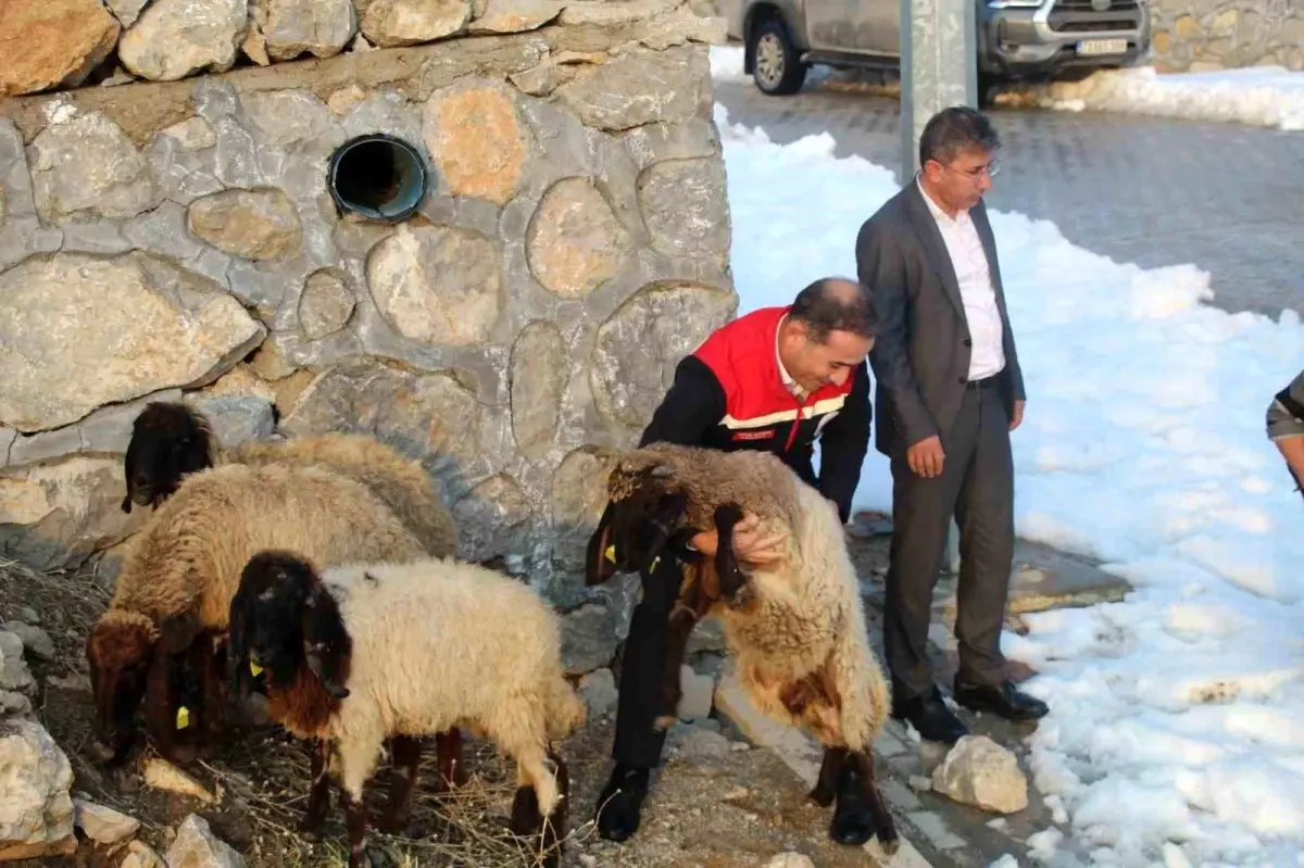 Vahşi hayvan saldırısında 35 koyun telef oldu, devlet yaraları sardı