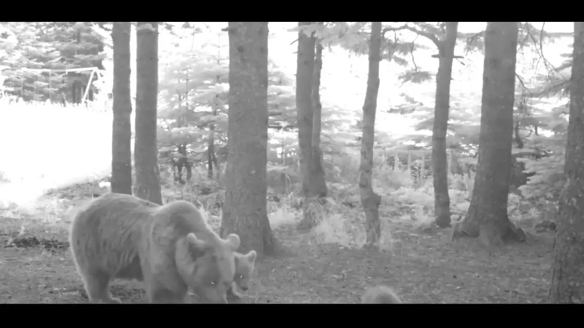 Yavru ayı zıplayarak ailesinin peşinden koştu