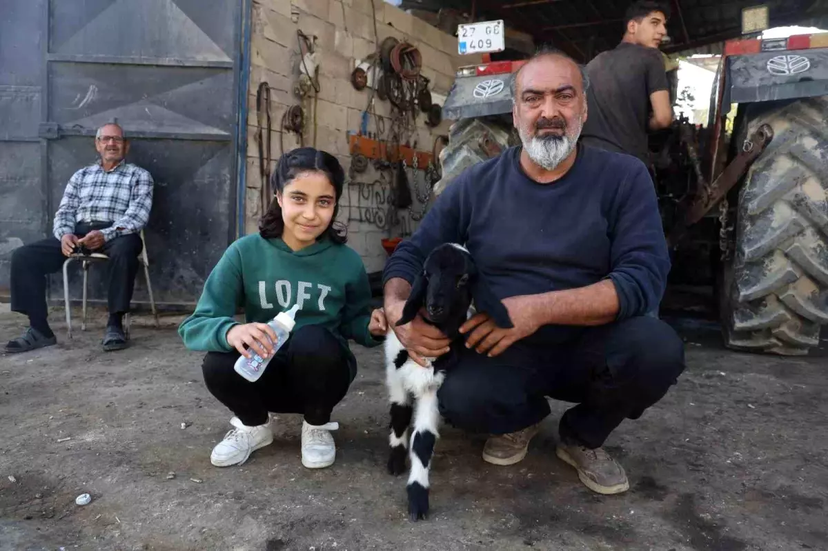 Annesi telef olan kuzuya şefkatle yaklaşan aile, Karabaş'ı biberonla besliyor