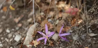 Antalya'daki 5 antik kentin endemik bitkileri ziyaretçilere tanıtılıyor