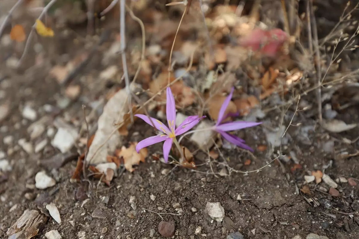 Antalya'daki 5 antik kentin endemik bitkileri ziyaretçilere tanıtılıyor
