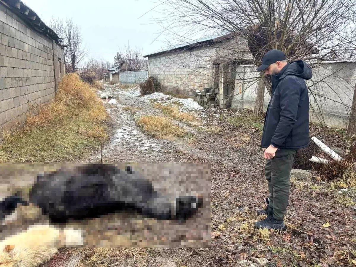 Erzincan'da at ve eşek silahla katledildi