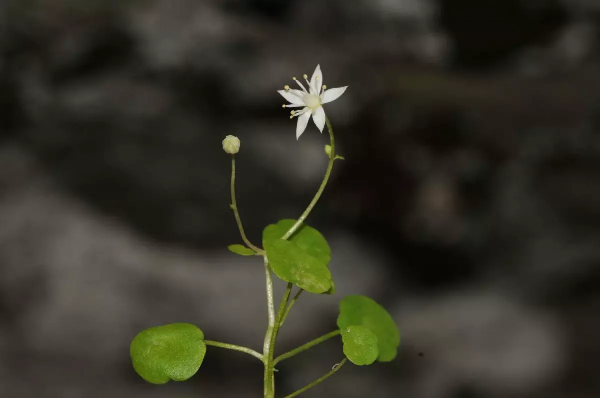 İzmir'de endemik bitki türü keşfedildi; İzmir göbek otu