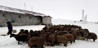 Ardahan'da devlet desteğiyle koyun sayısı 3 yılda yüzde 50'den fazla arttı