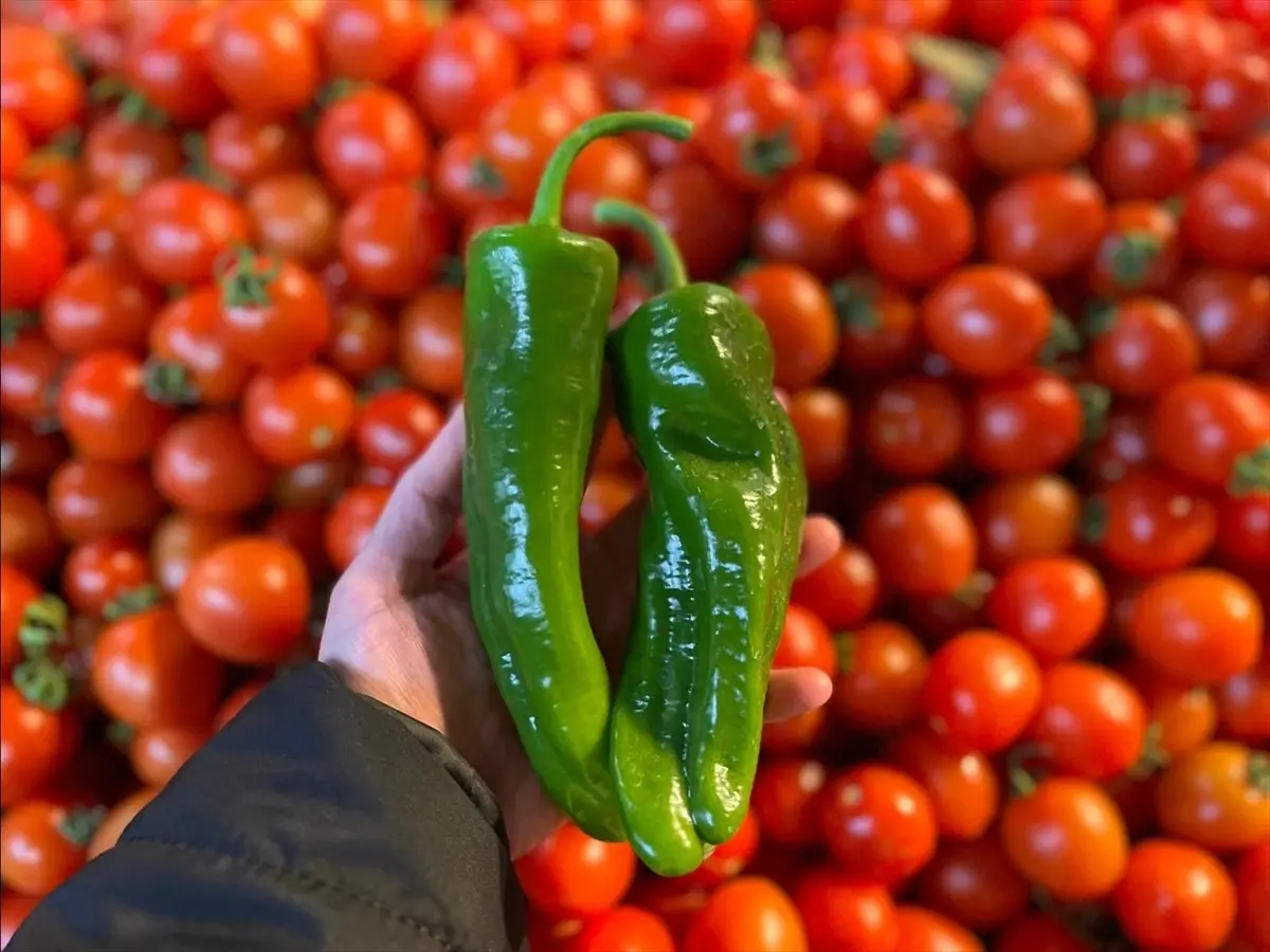 Batı Akdeniz'in ihracat şampiyonu biber oldu