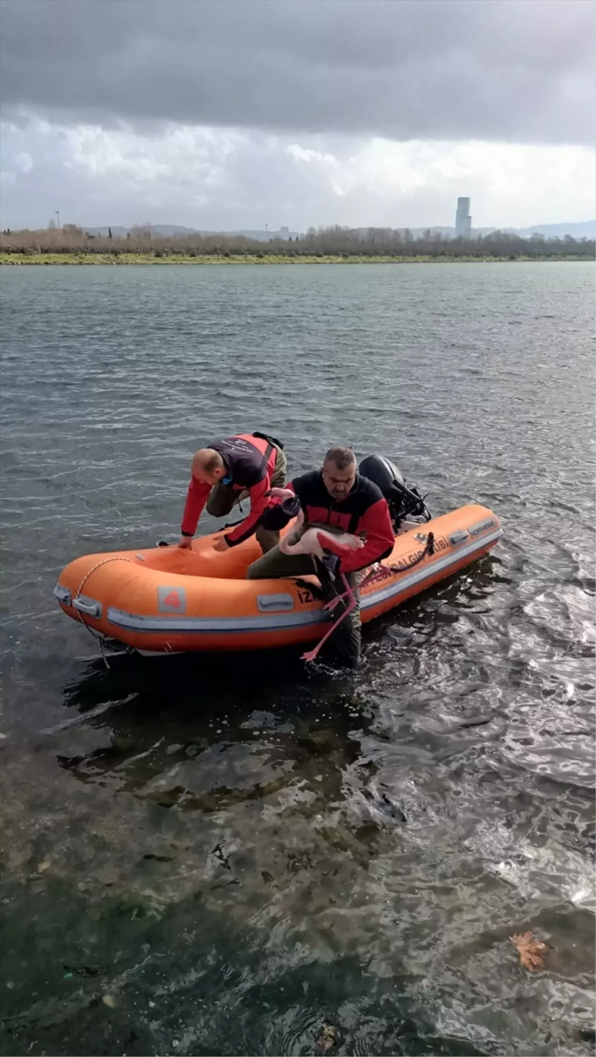 İzmir'de ayağına misina dolanan flamingo kurtarıldı