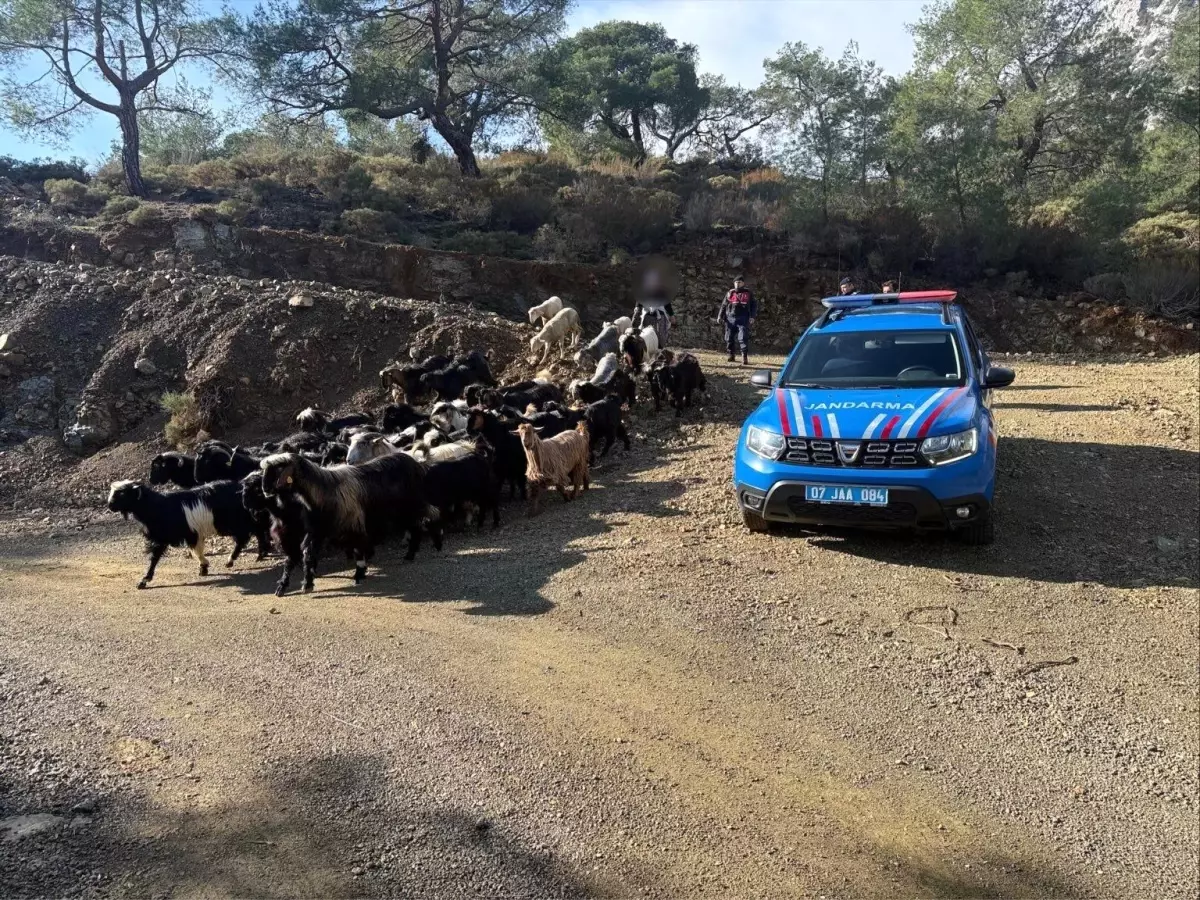 Antalya'da kaybolan 55 küçükbaş hayvan jandarma ekiplerince bulundu