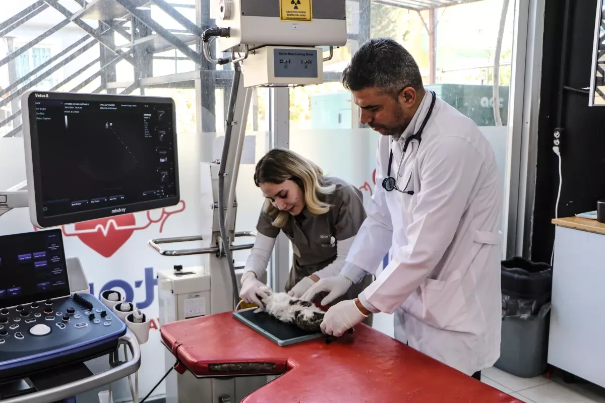 Hayvan hastaneleri 24 saat boyunca üst düzey ekipmanlarla hizmet veriyor