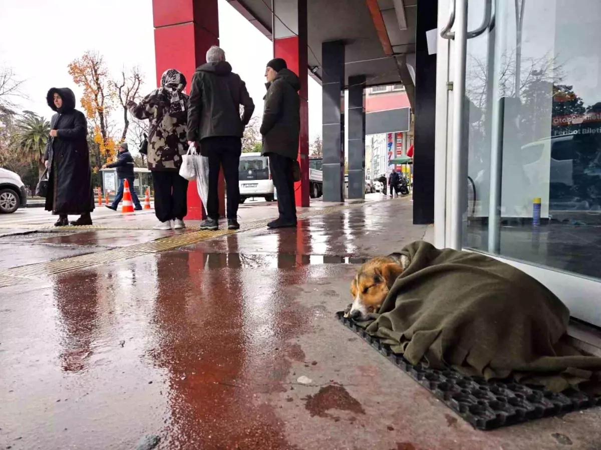 İç ısıtan hareket: Soğuktan titreyen köpeği şalla sardılar