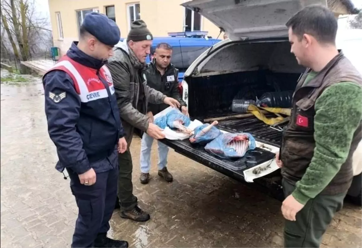 Kırklareli'de yasa dışı karaca avına ağır ceza