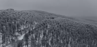 Kırklareli'nde karla kaplanan Istranca Ormanları havadan görüntülendi