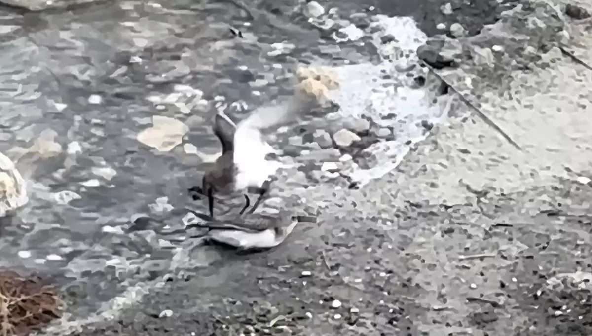 Kuşlar Milleyha Sulak Alanı'nda Mücadele Etti