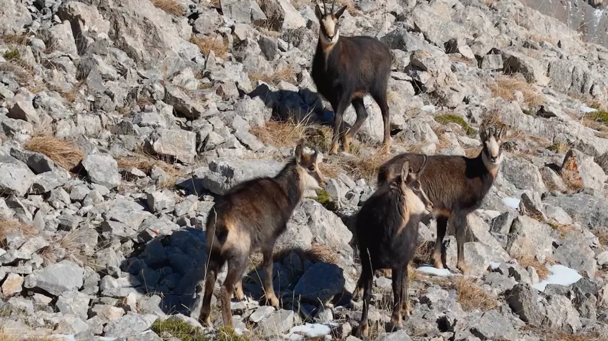 Munzur Dağları'nda çengel boynuzlu keçiler dronla görüntülendi