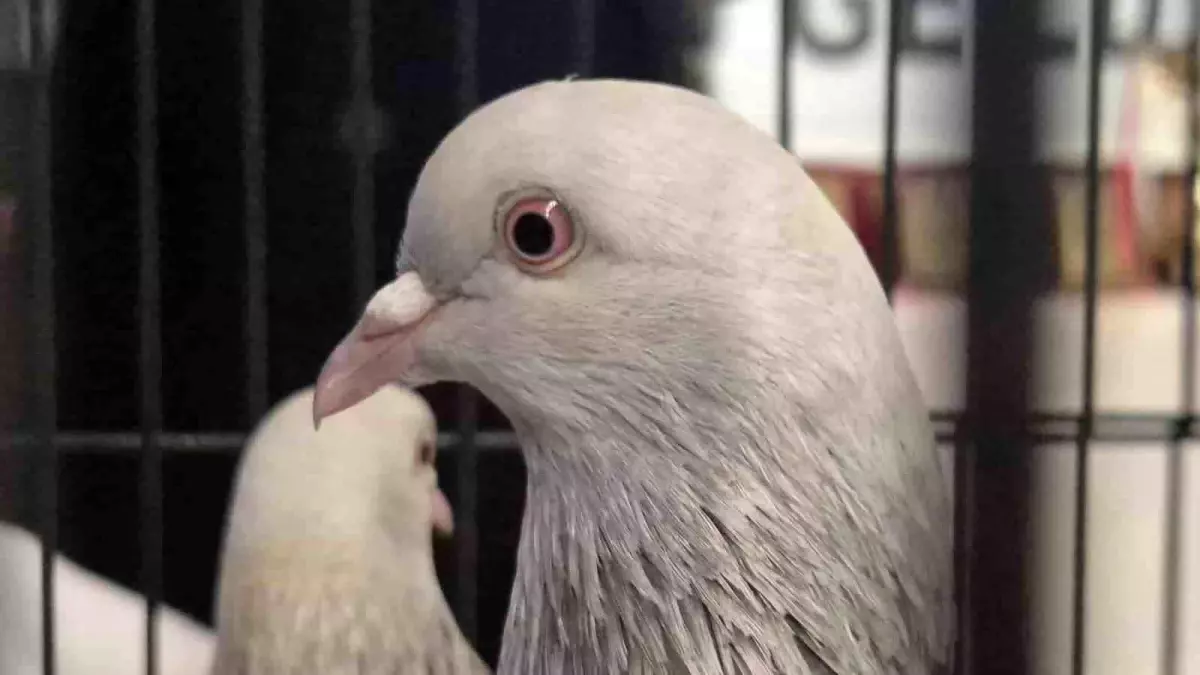 Samsun'da güvercin severler kenetlendi